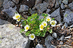 Gletscher-Hahnenfuß