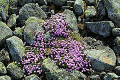 Stängelloses Leimkraut