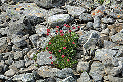 Gletscher-Hahnenfuß