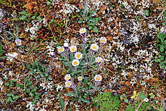 Einblütiges Berufkraut