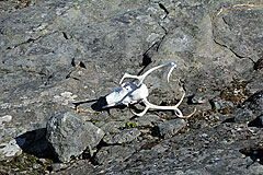 Rentierschädel mit Geweih