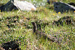 Alpenschneehuhn