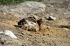 Schneehuhn beim Sandbad