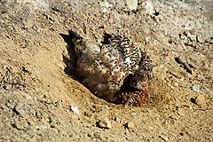 Schneehuhn beim Sandbad