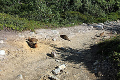 Schneehühner auf dem Kungsleden