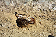 Schneehühner beim Sandbad