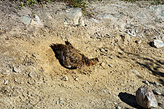 Schneehuhn beim Sandbad