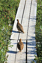 Schneehühner auf dem Kungsleden