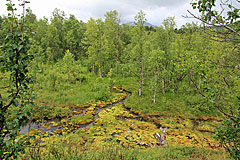 Bach mit farbigen Moosen