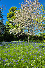 Gendarmengarten
