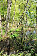 Padborg Skov