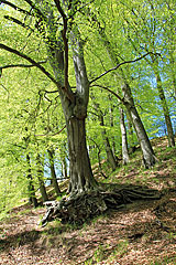 Padborger Wald
