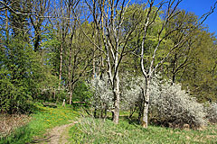 Wald