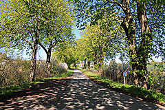 Rønsdamvej