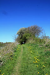 Wiesenpfad