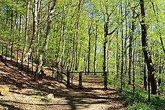 Wildschweinzaun
