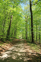 Kollund Skov